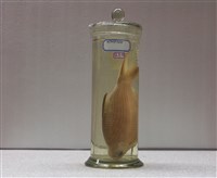 藏品(施氏魮)的圖片